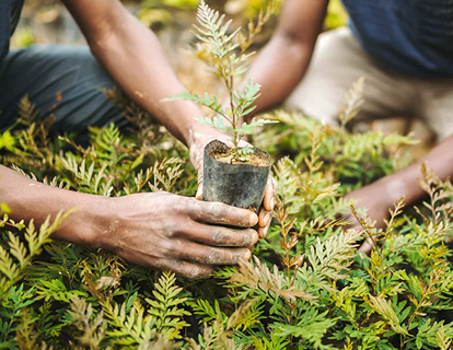 One Tree Planted and Recycling India Foundation:  Going Green and Clean to Keep the Planet Safe